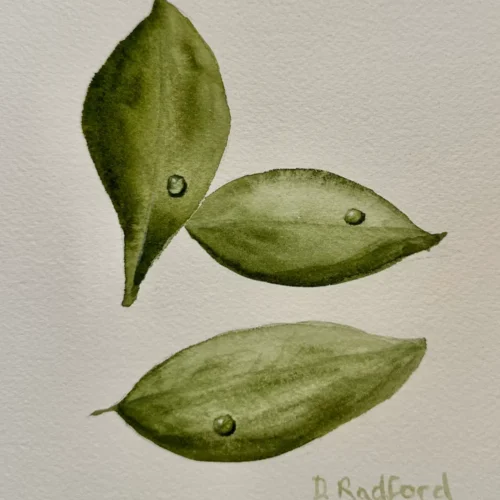 leaves with raindrops in watercolor