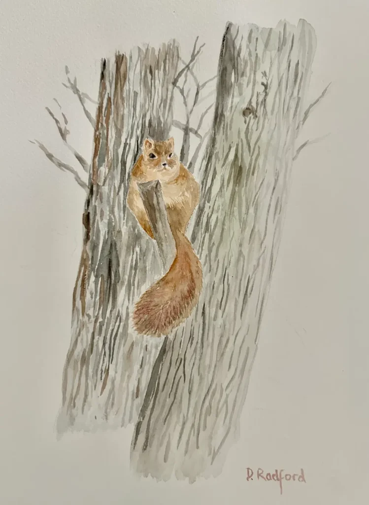 Squirrel in tree