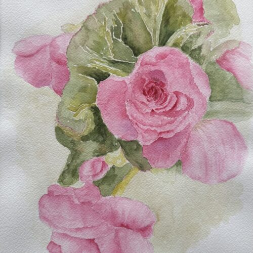 watercolor flower painting depicting pink begonias